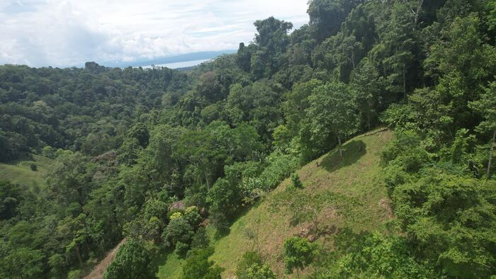 Aerial view of the jungle-covered hillside above the Golfo Dulce, Osa Peninsula, Costa Rica